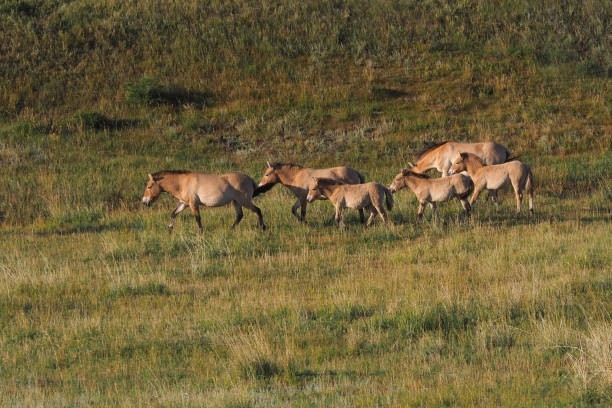 THẢO NGUYÊN MÔNG CỔ: ULAANBAATAR - ELSEN TASARKHAI - ORKHON - KHARKHORIN VƯỜN QUỐC GIA HUSTAI - VƯỜN QUỐC GIA TERELJ