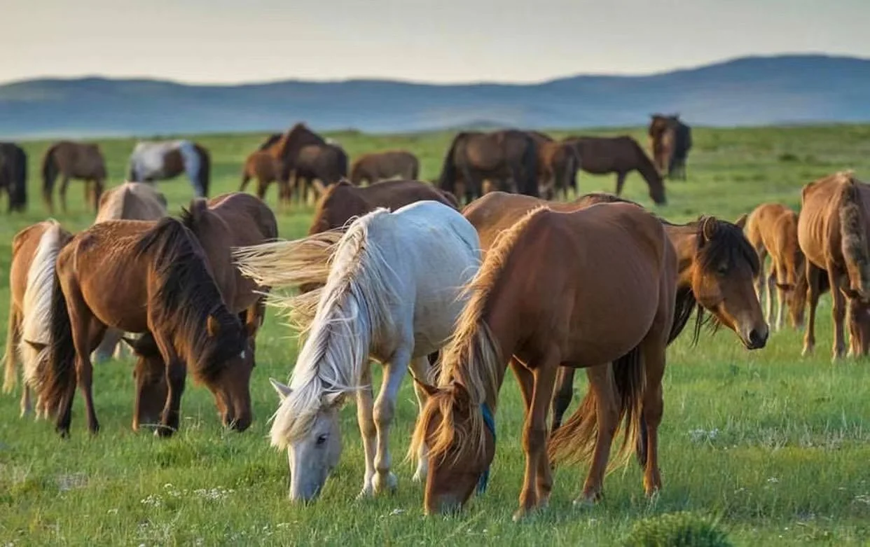 THẢO NGUYÊN MÔNG CỔ: ULAANBAATAR - ELSEN TASARKHAI - ORKHON - KHARKHORIN VƯỜN QUỐC GIA HUSTAI - VƯỜN QUỐC GIA TERELJ