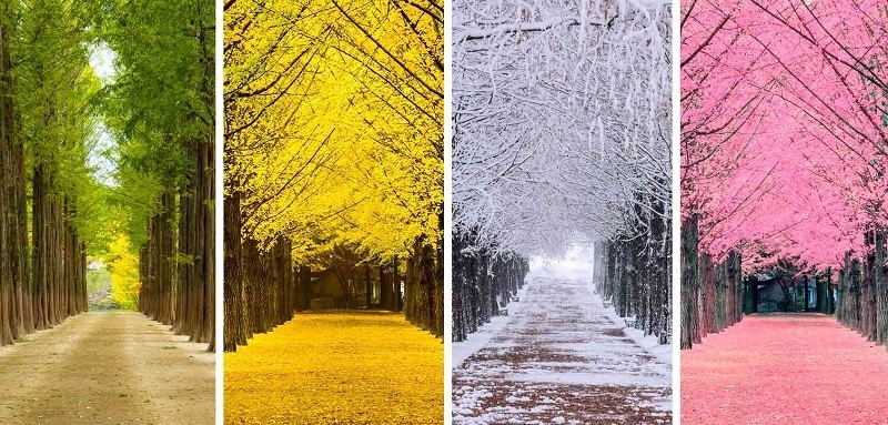 TOUR HÀN QUỐC MÙA HÈ: SEOUL - NAMI ISLAND - EVERLAND/LOTTE WORLD - LÀNG CỔ EUNPYEONG HANOK