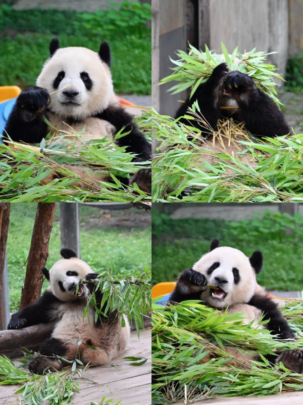 TOUR TRUNG QUỐC: TRUNG HOA DU KÝ - TRÙNG KHÁNH