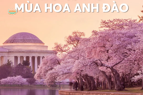 Bừng nở sắc hồng mùa Hoa Anh Đào rực rỡ trên thế giới